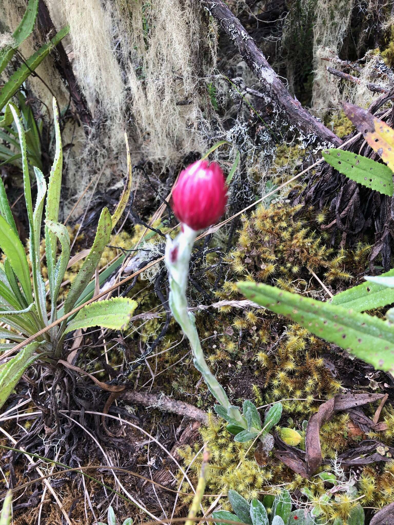 Image of Helichrysum meyeri-johannis Engl.