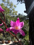 Plancia ëd Laelia autumnalis (Lex.) Lindl.