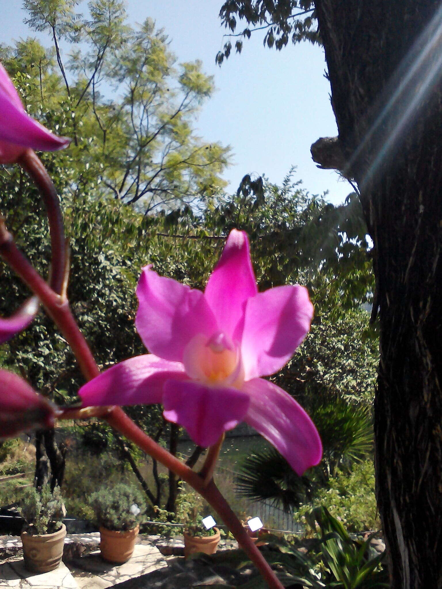 Image de Laelia autumnalis (Lex.) Lindl.