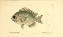 Слика од Chromis insolata (Cuvier 1830)