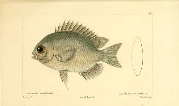 Image of Olive Chromis