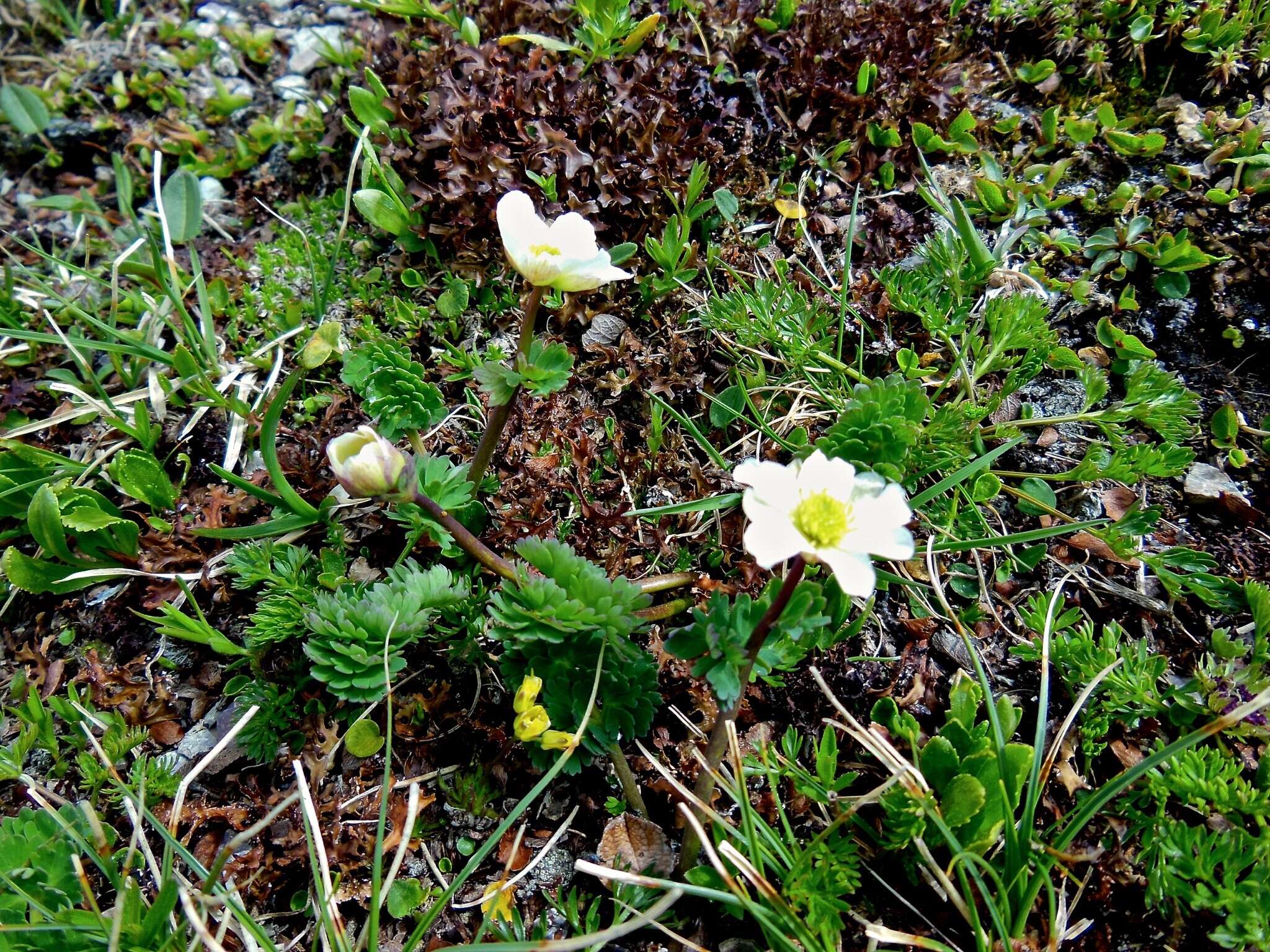 Image of Callianthemum coriandrifolium Rchb.