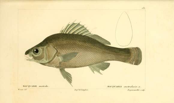 Image of Macquaria