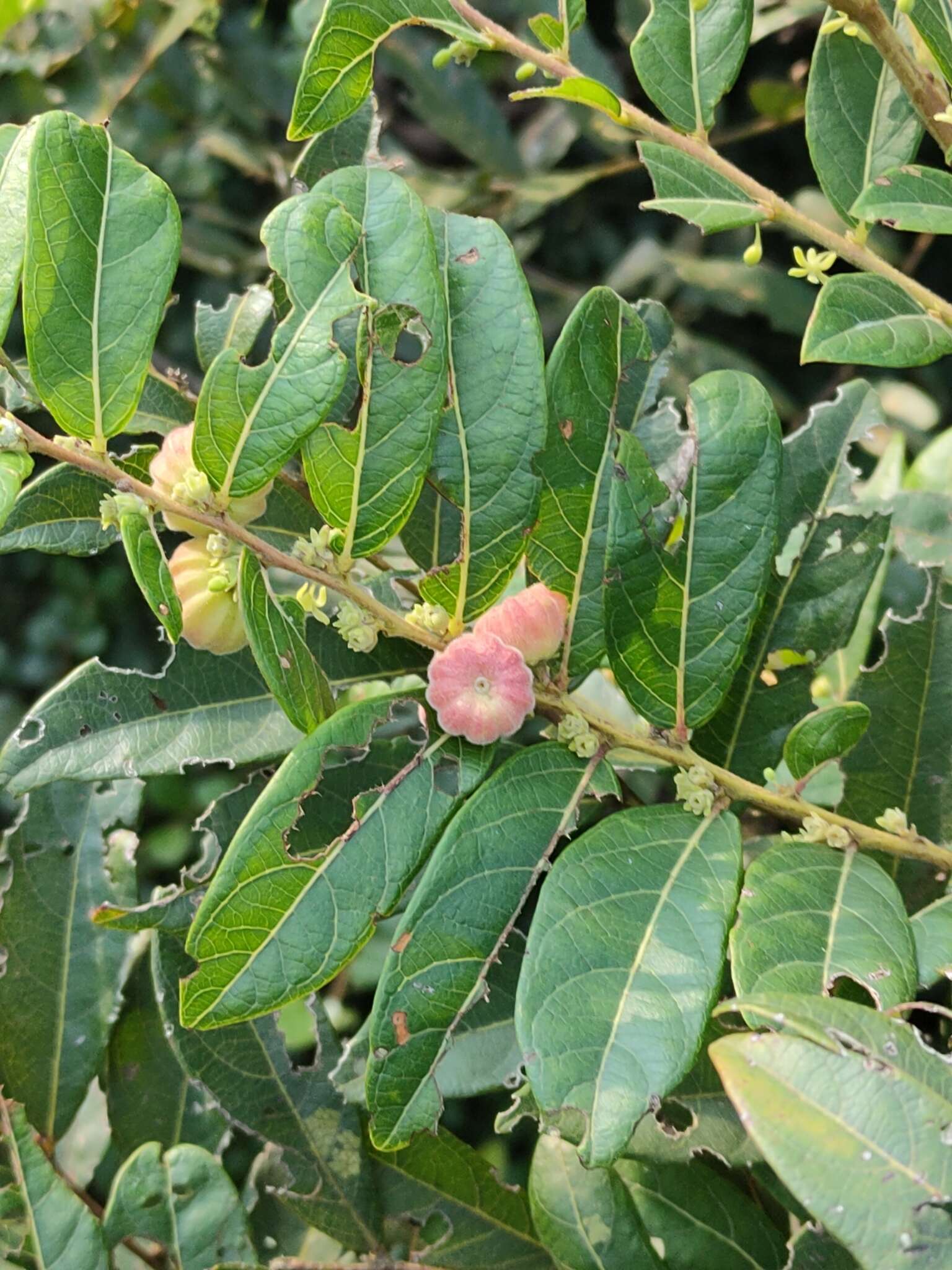 紅毛饅頭果的圖片