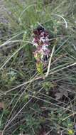 Image of Burnt orchid