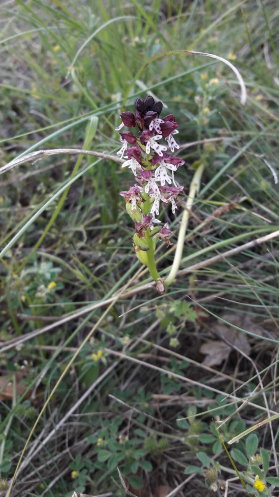 Image of Burnt orchid