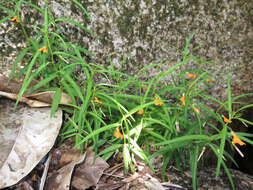 Image de Pigea stellarioides (Domin) P. I. Forst.