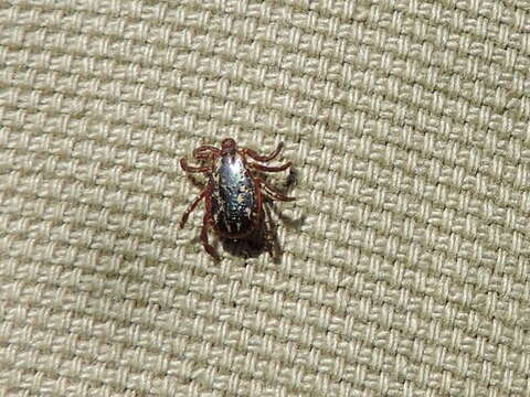 Image of American dog tick