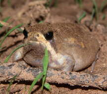 Image of Power’s Rain Frog