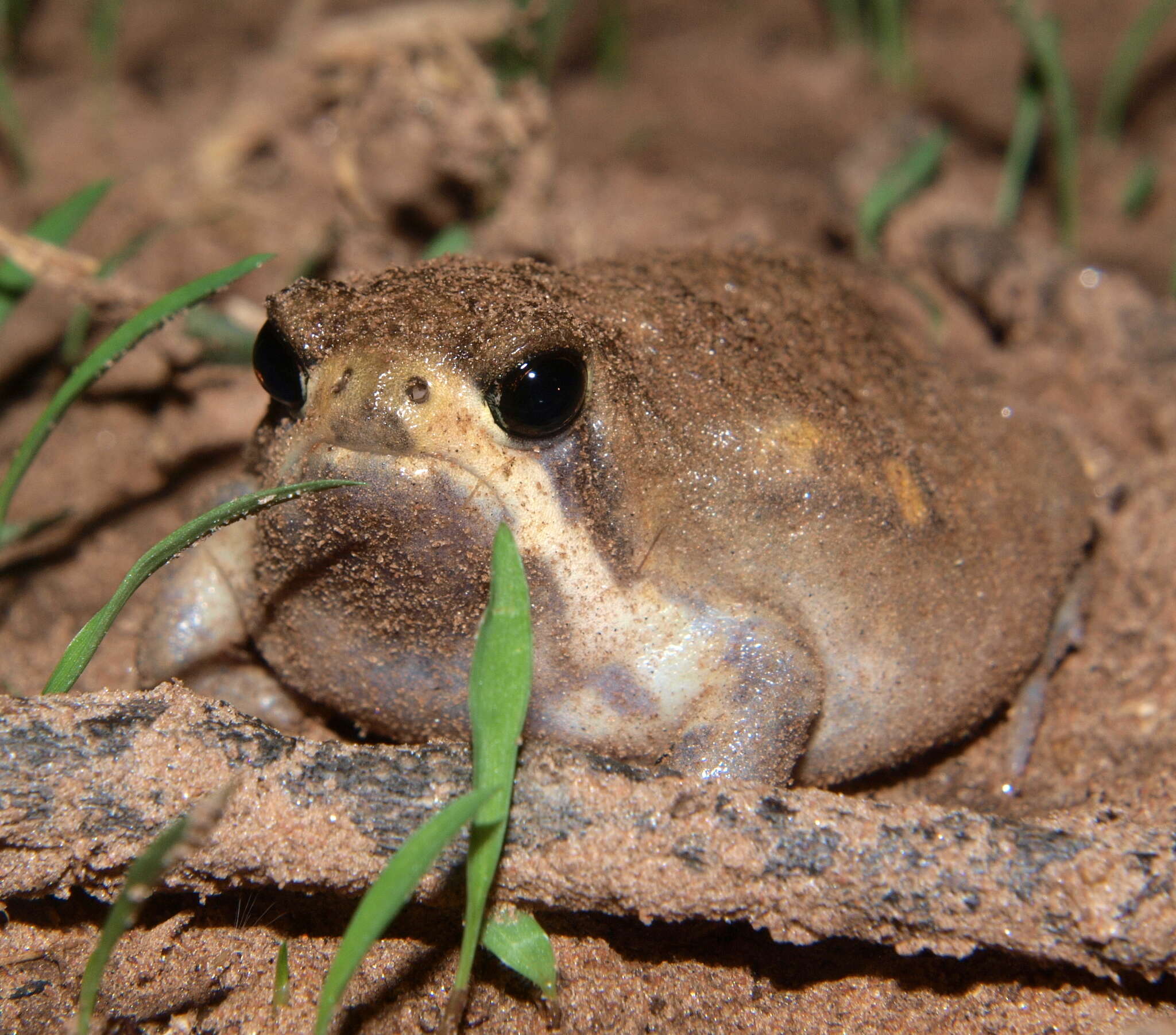 Image of Power’s Rain Frog