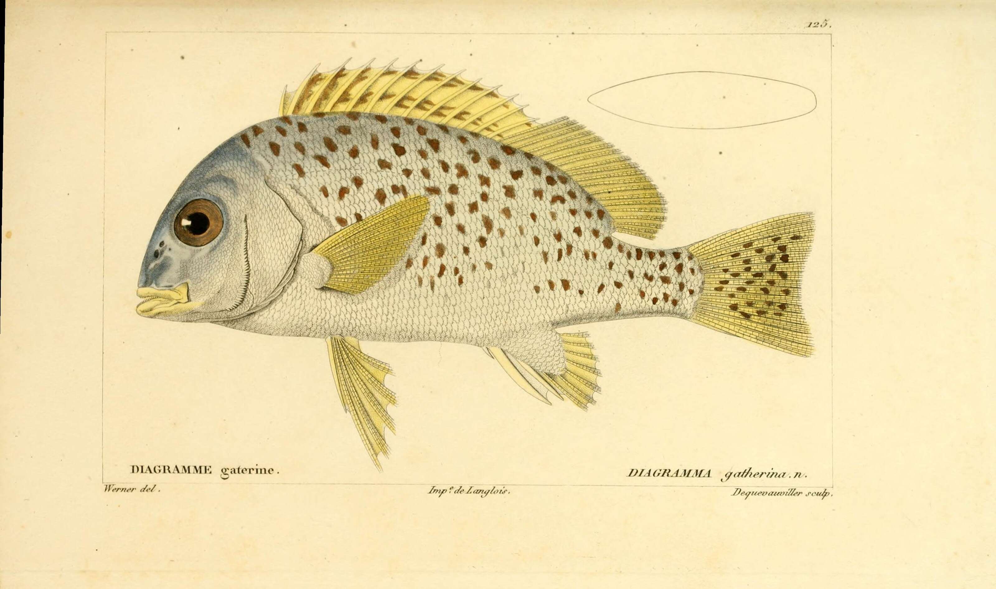 Image of Black-spotted grunt