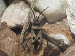 صورة Lasiocoris crassicornis (Lucas 1849)