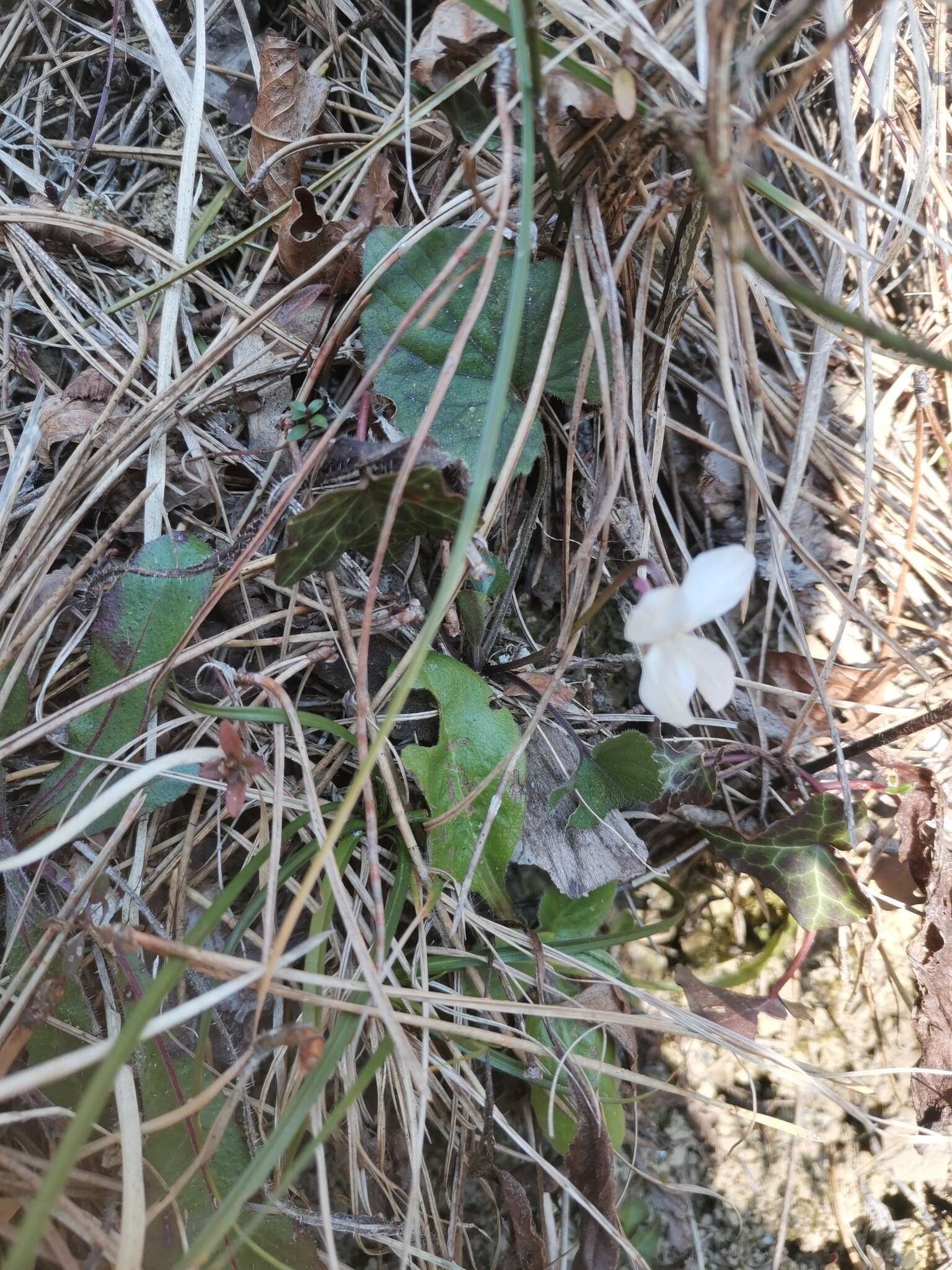 Image of Viola alba subsp. alba