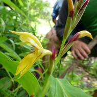 صورة Cautleya gracilis (Sm.) Dandy