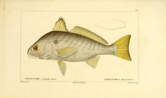 Image of Leiostomus