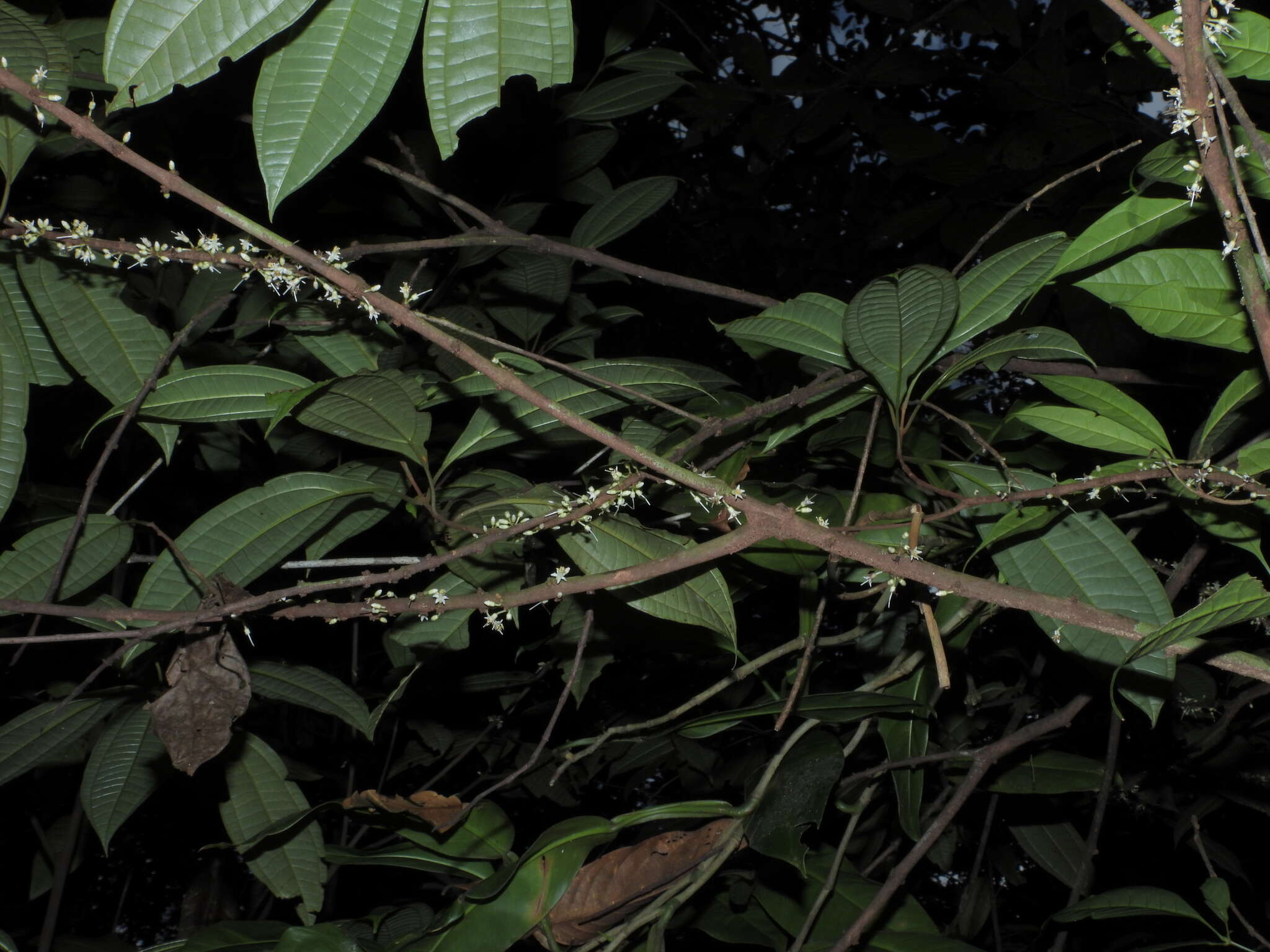 Image of Henriettea caudata (Gleason) Penneys, Michelang., Judd & Almeda