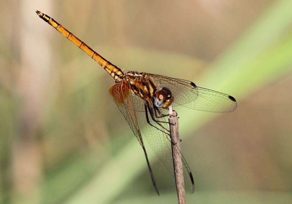 Image of Russet Dropwing