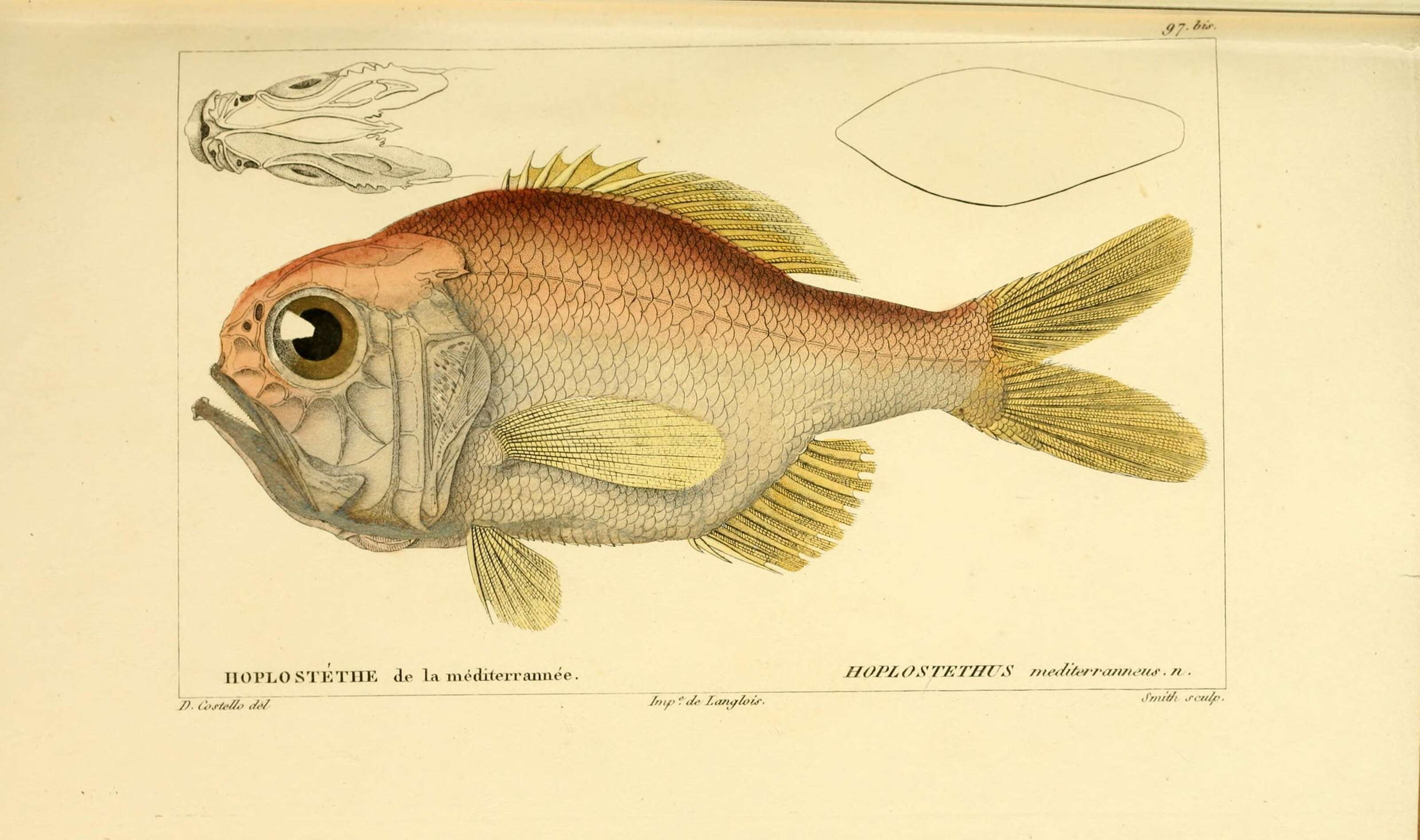 Image of Hoplostethus mediterraneus trunovi