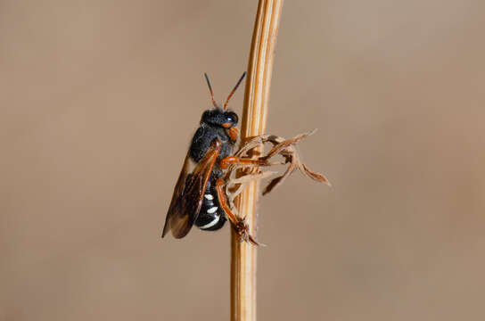 Image de Notanthidium steloides (Spinola 1851)