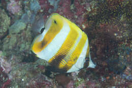 Image of Coralfish