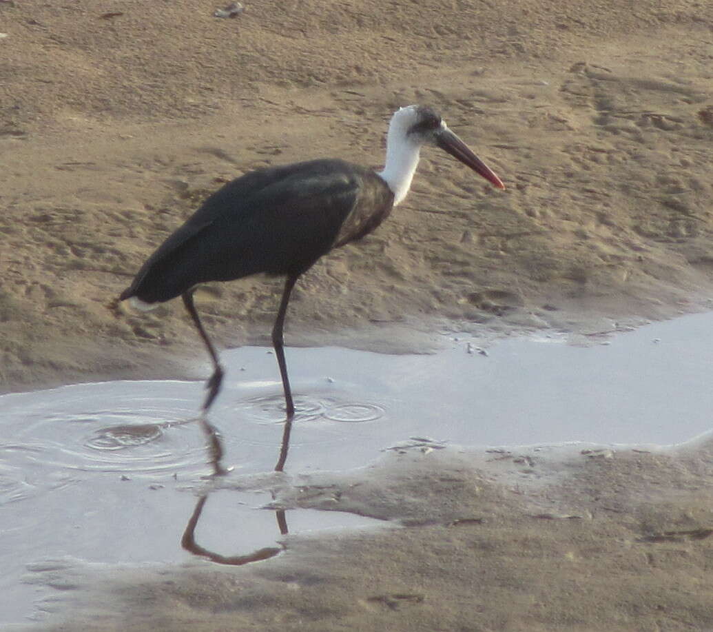 Image of African Woolly-necked Stork