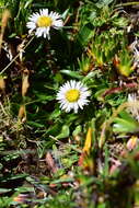 Image of Oritrophium limnophilum (Sch. Bip.) Cuatrec.