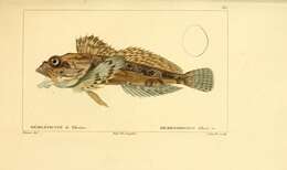 Imagem de Hemilepidotus hemilepidotus (Tilesius 1811)