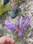 Imagem de Campanula lingulata Waldst. & Kit.