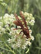 Image of Polistes kaibabensis Hayw. 1932