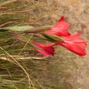 Image de Gladiolus flanaganii Baker