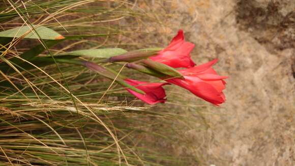 Image of Gladiolus flanaganii Baker