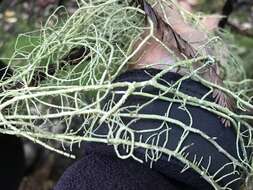 Image of Inflated Beard Lichen