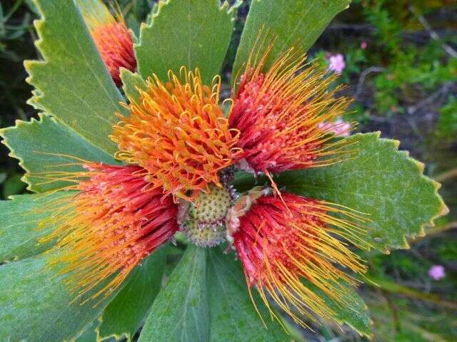 Image of Leucospermum mundii Meissn.