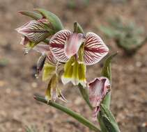 Gladiolus watermeyeri L. Bolus resmi