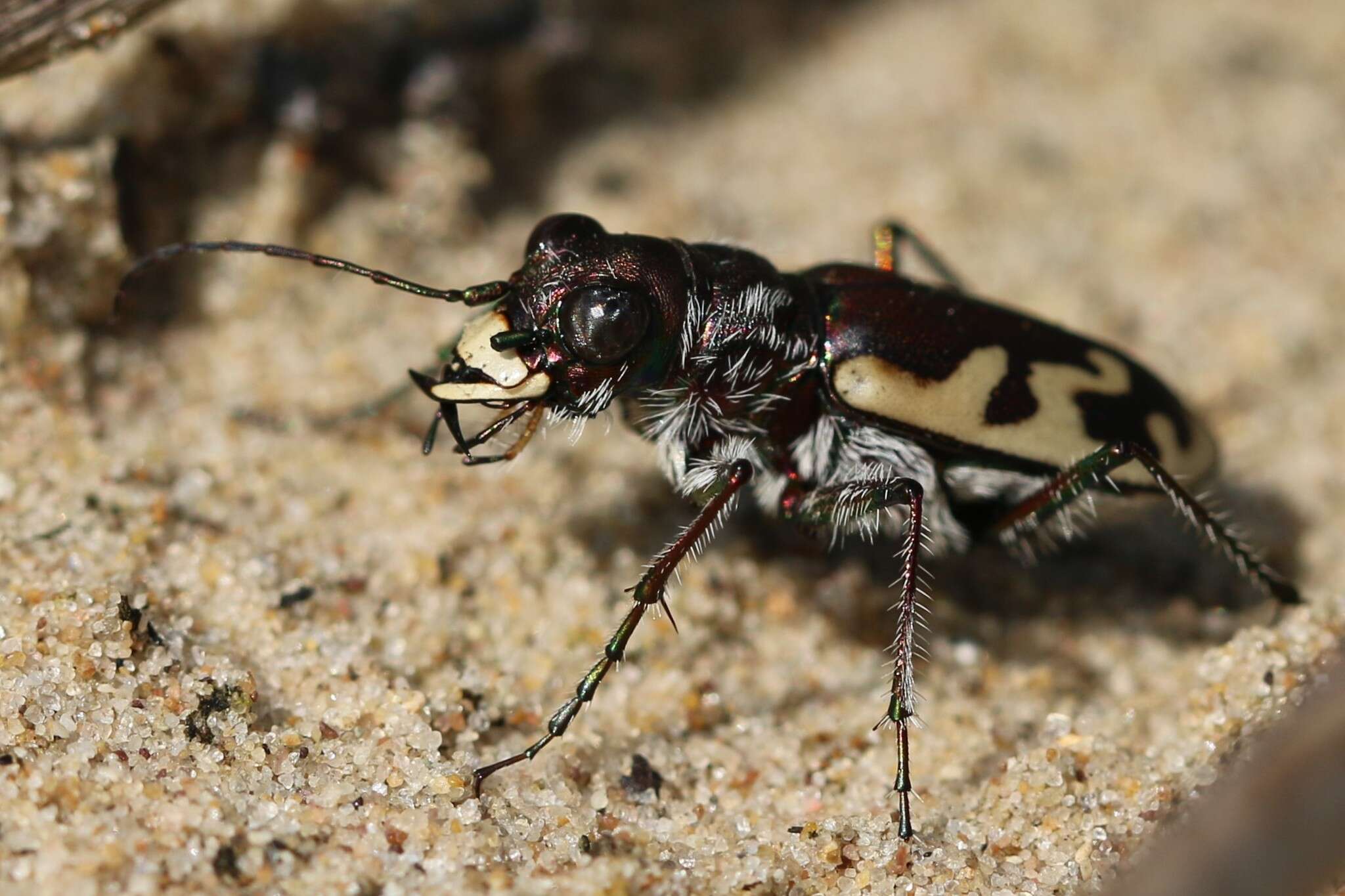 Image of Cicindela (Cicindela) formosa generosa Dejean 1831