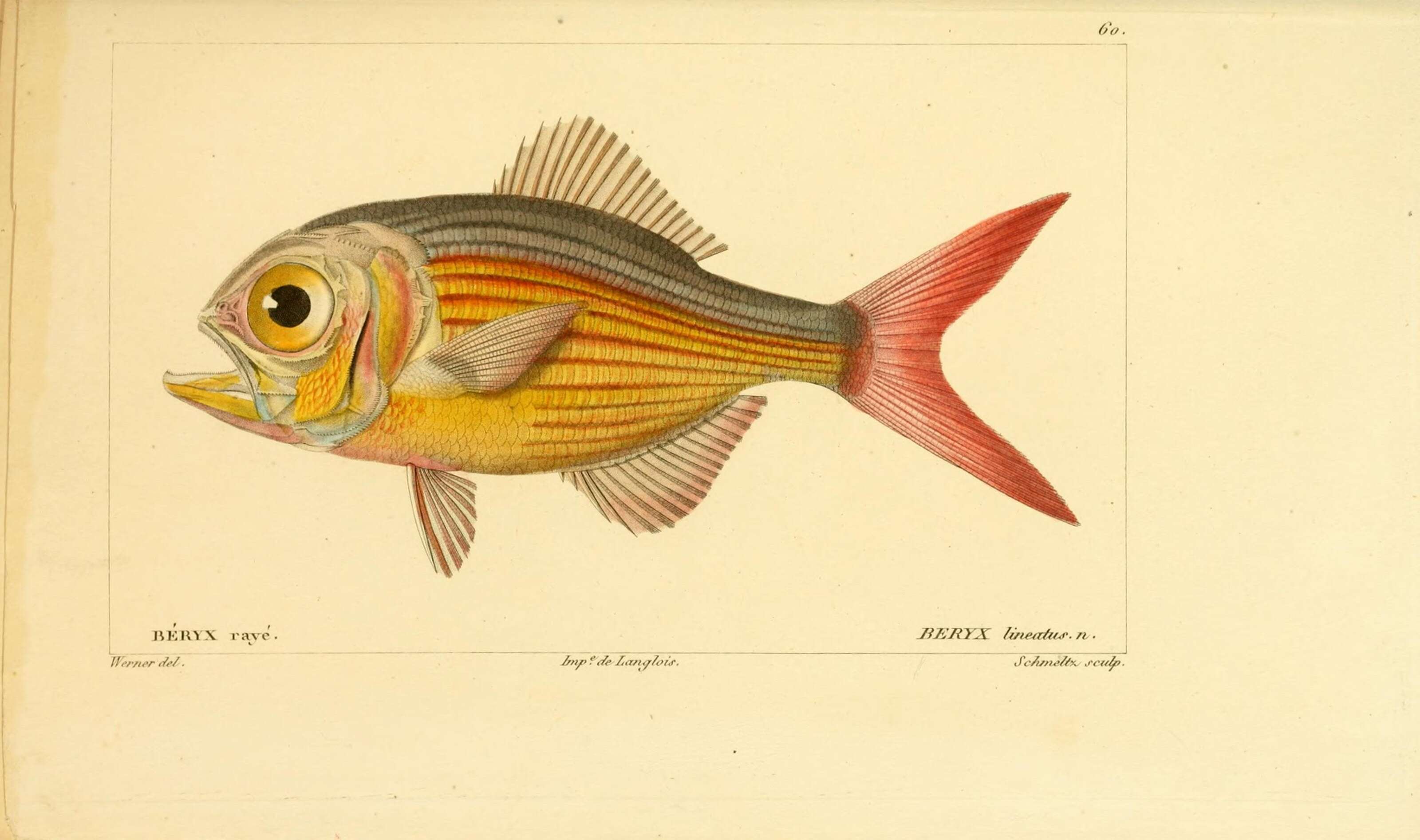 Image of Kingfish