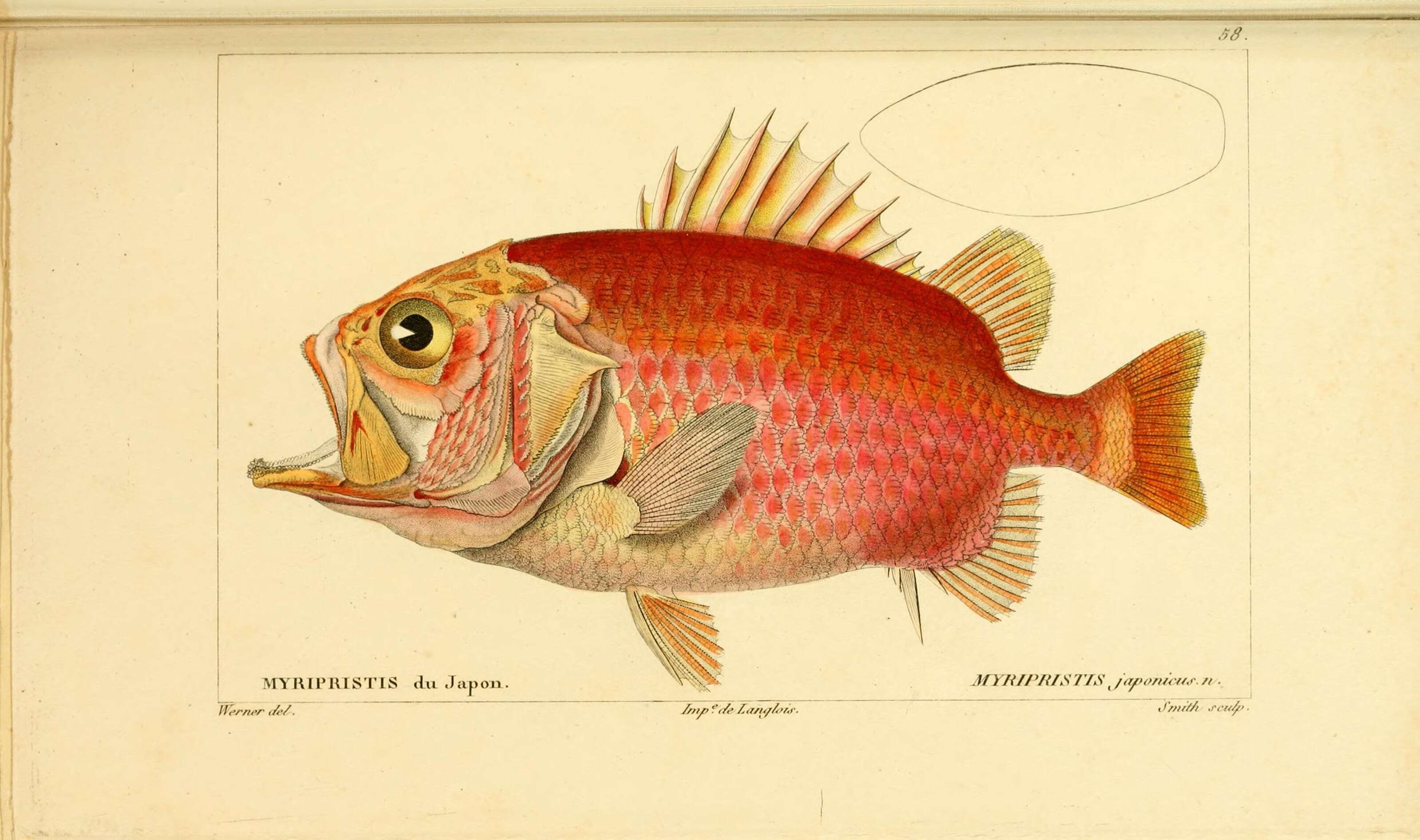 Image de Ostichthys japonicus (Cuvier 1829)