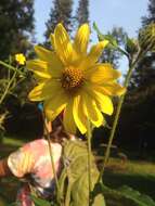 Image of giant sunflower