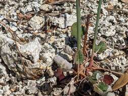 Imagem de Eriogonum nudum var. pauciflorum S. Wats.