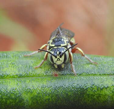 Image of Eoanthidium Popov 1950