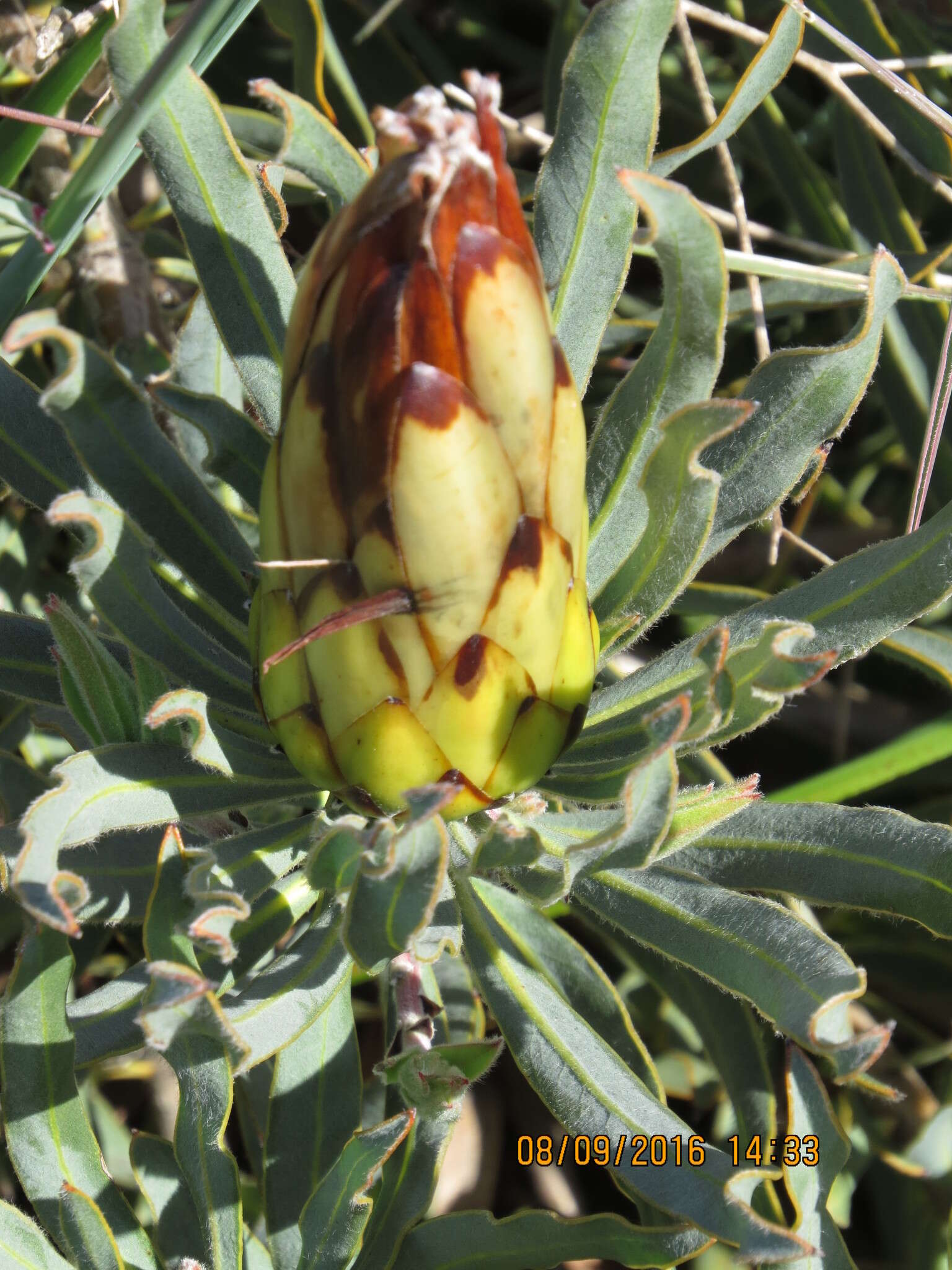 Imagem de Protea burchellii Stapf