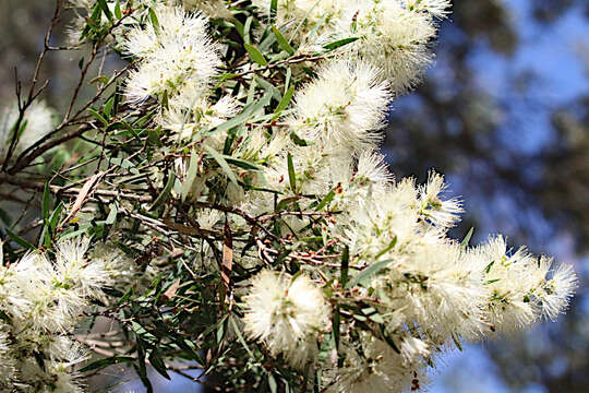 Sivun Melaleuca groveana Cheel & C. T. White kuva