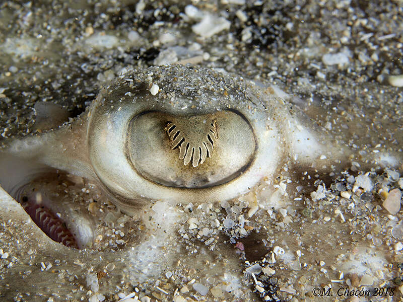 Image of Painted ray or Undulate ray