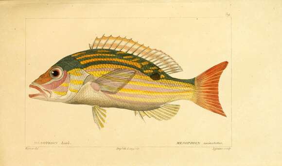 Image of Bream