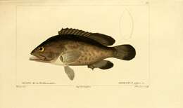 Image of Dusky Grouper