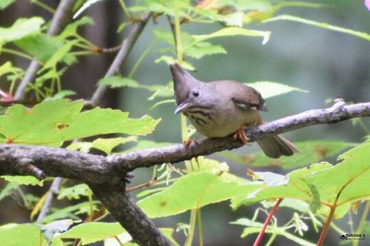 Image of Stripe-throated Yuhina