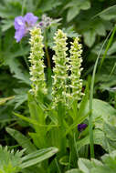 Image of Platanthera convallariifolia (Fisch. ex Lindl.) Lindl.