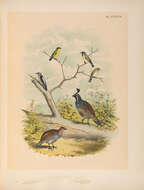 Image of Lawrence's Goldfinch