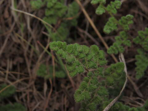 Image of Adiantum thalictroides var. hirsutum (Hook. & Grev.) Sota