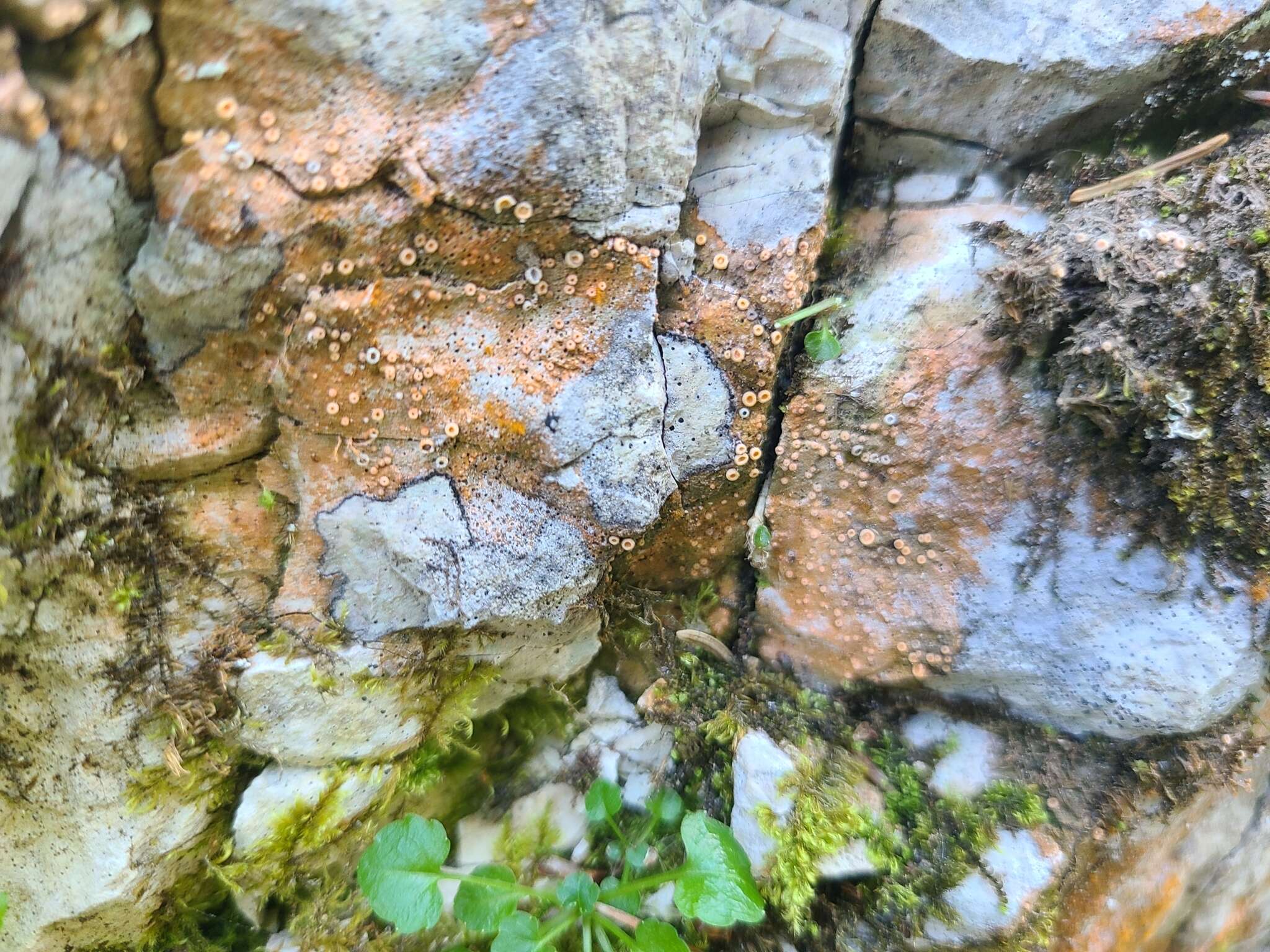 Image of dimple lichen